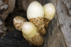 Volvariella bombycina flaviceps
