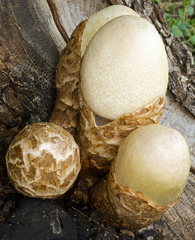 Volvariella bombycina flaviceps