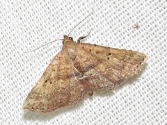 Cerynea thermesialis