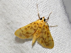 Archernis flavidalis