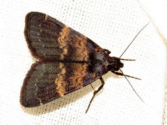 Hydrillodes uliginosalis