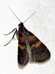 Hydrillodes uliginosalis