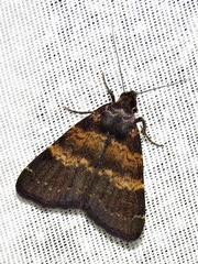 Hydrillodes uliginosalis