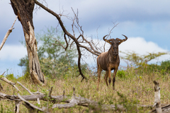 Connochaetes taurinus johnstoni