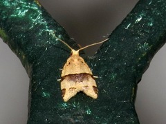 Clepsis prona