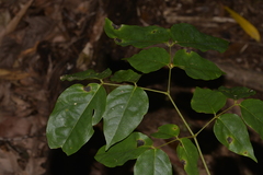 Archidendron grandiflorum