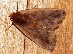 Ophiusa