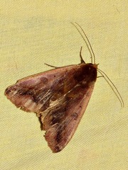 Ophiusa