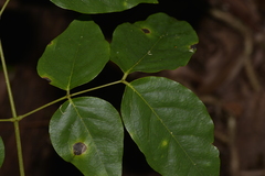Archidendron grandiflorum