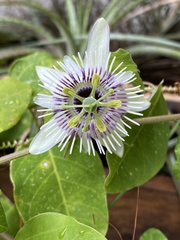 Passiflora morifolia