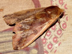Ophiusa