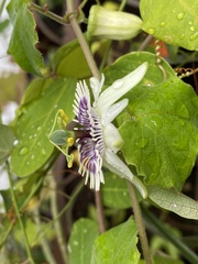 Passiflora morifolia
