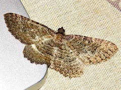 Horisme obscurata obscurata