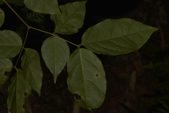 Archidendron grandiflorum