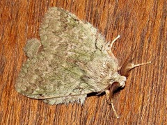 Desmeocraera interpellatrix