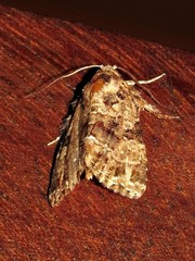 Callopistria latreillei