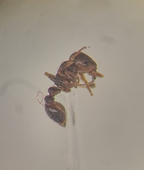 Tetramorium caespitum