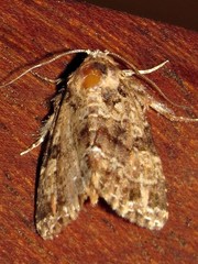 Callopistria latreillei