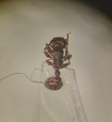 Tetramorium caespitum