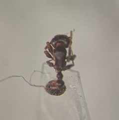 Tetramorium caespitum