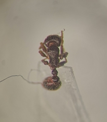 Tetramorium caespitum
