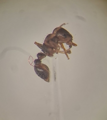 Tetramorium caespitum