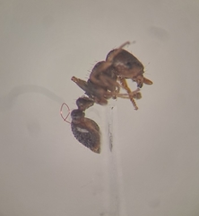 Tetramorium caespitum