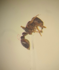 Tetramorium caespitum