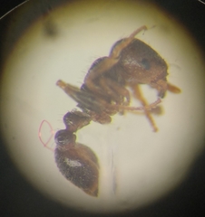 Tetramorium caespitum