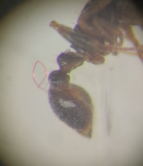 Tetramorium caespitum