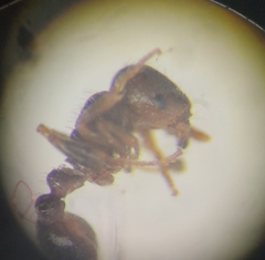 Tetramorium caespitum