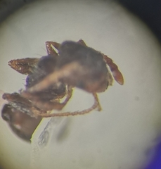 Tetramorium caespitum