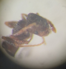 Tetramorium caespitum