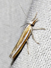Caffrocrambus