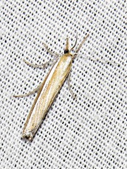 Caffrocrambus