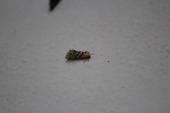 Chrysoecia dela