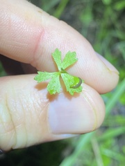 Hydrocotyle paludosa