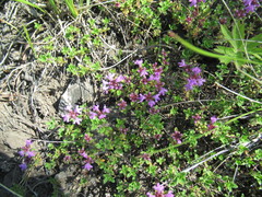Thymus sibiricus
