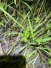 Hydrocotyle paludosa
