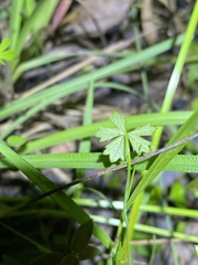 Hydrocotyle paludosa