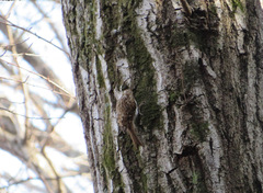 Certhia familiaris japonica