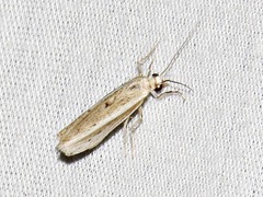 Crambus ellipticellus