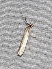 Crambus ellipticellus
