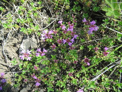 Thymus sibiricus