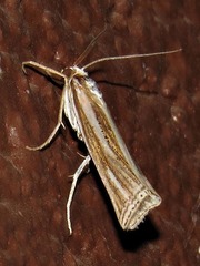 Ancylolomia chrysographellus