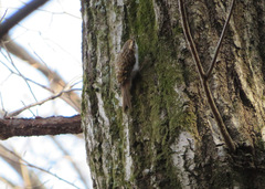 Certhia familiaris japonica
