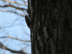 Certhia familiaris japonica