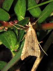 Diasemia monostigma