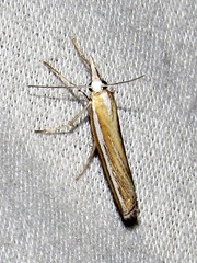 Caffrocrambus