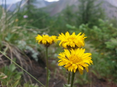 Erigeron aureus